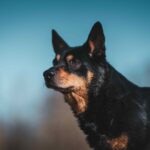 black and tan lancashire heeler portrait shot against a blue sky