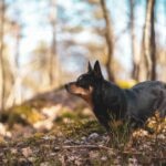 black and tan lancashire heeler standing in the woods