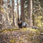 black and tan lancashire heeler standing in the woods, far-away shot