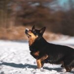 black and tan lancashire heeler standing in the snow with snow on his nose