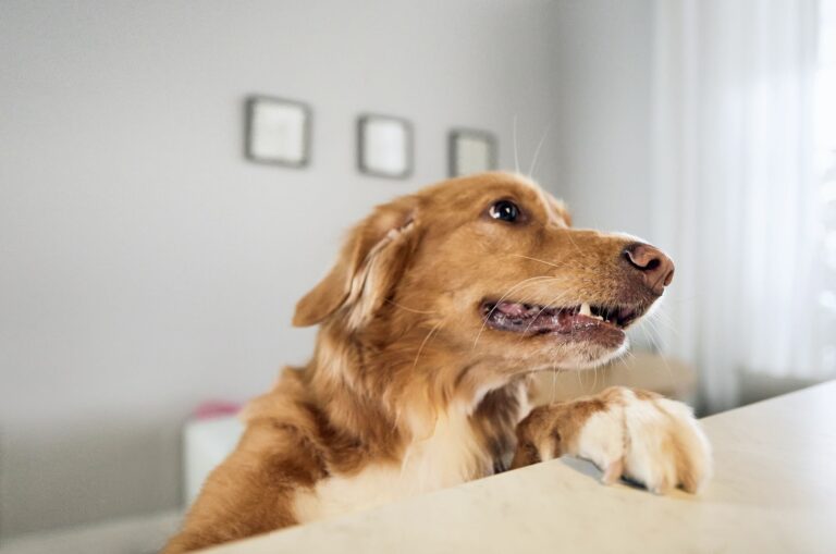 A tan-red retriever mix puts a paw on the kitchen counter.