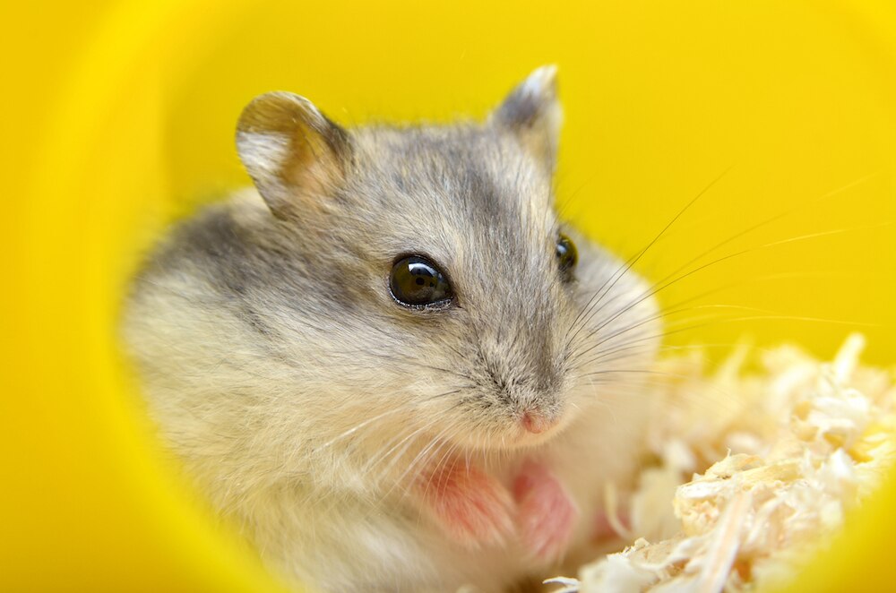 Hamster in yellow house