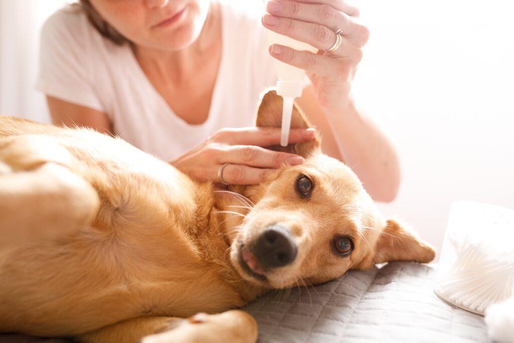 dog lying on side while woman cleans the dog's ears