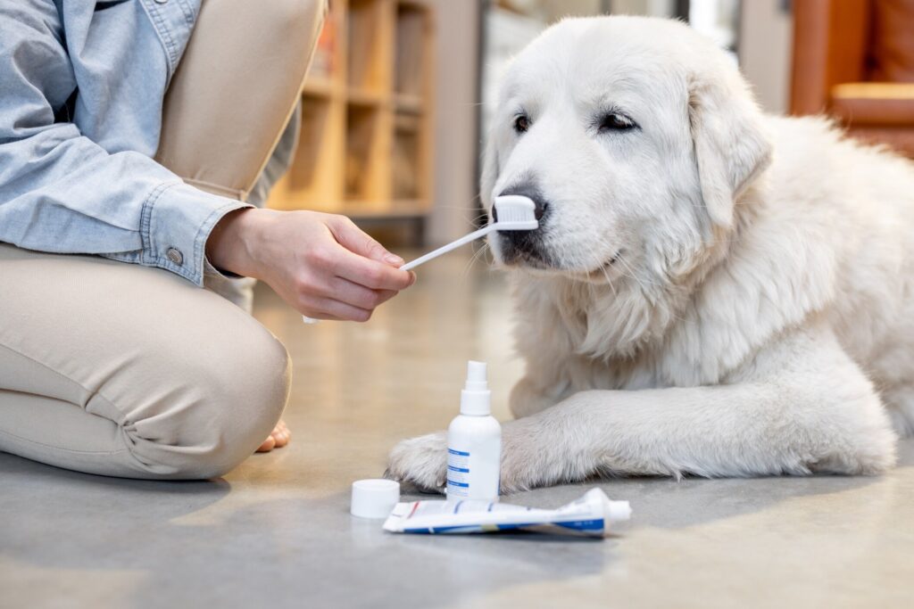 person holding a toothbrush with toothpaste on it in front of a big white dog