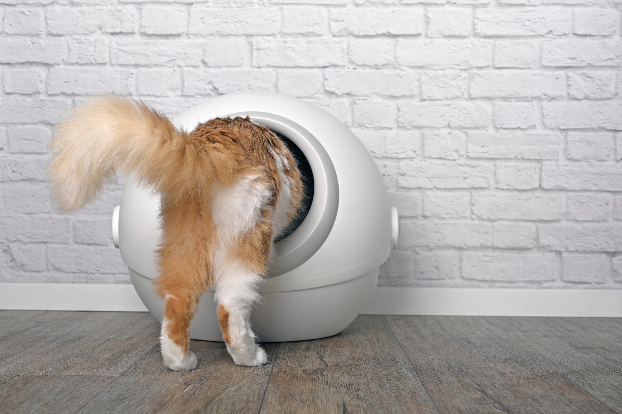 cat climbing into automatic litter box