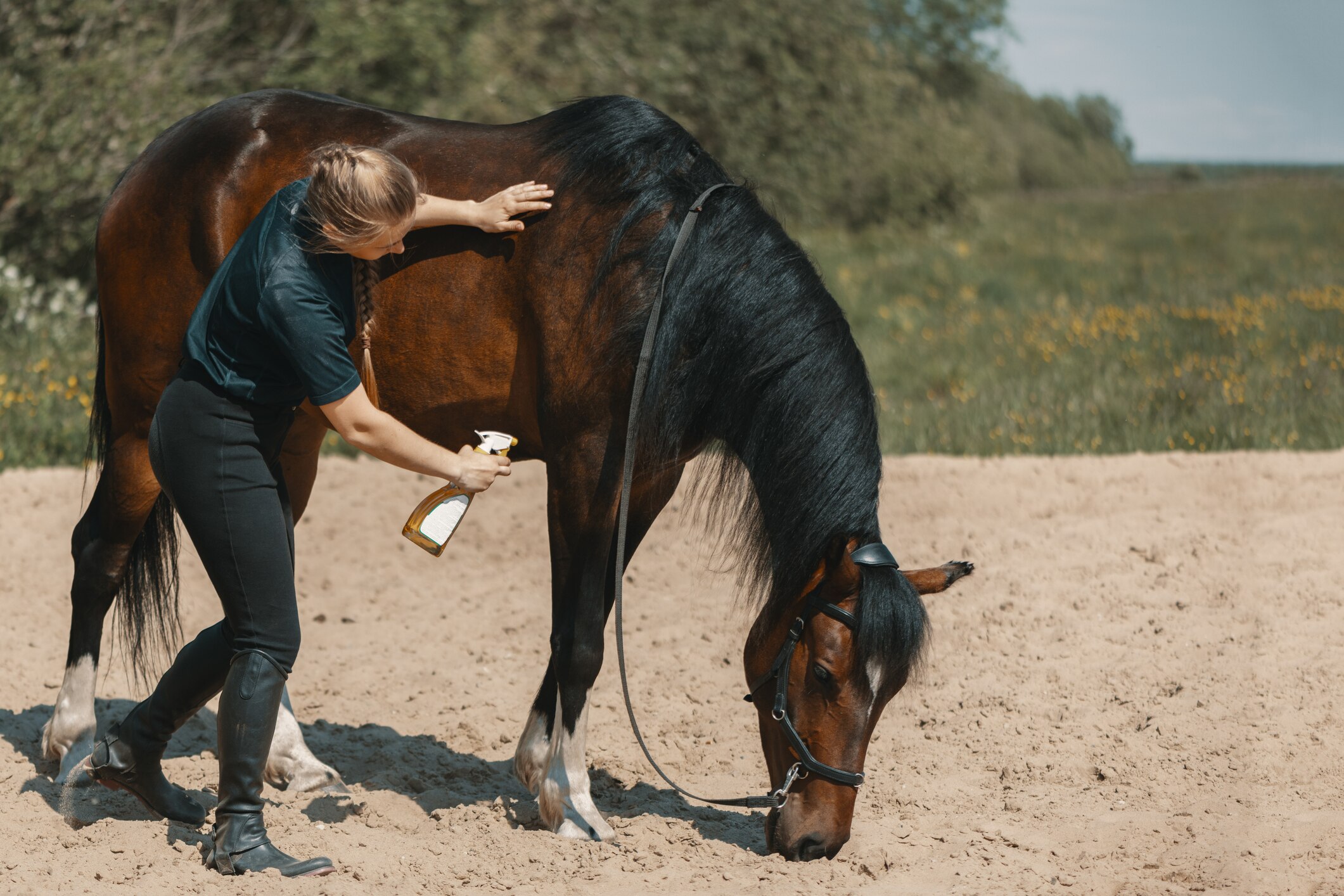 woman sprays fly spray onto brown horse while horse grazes.