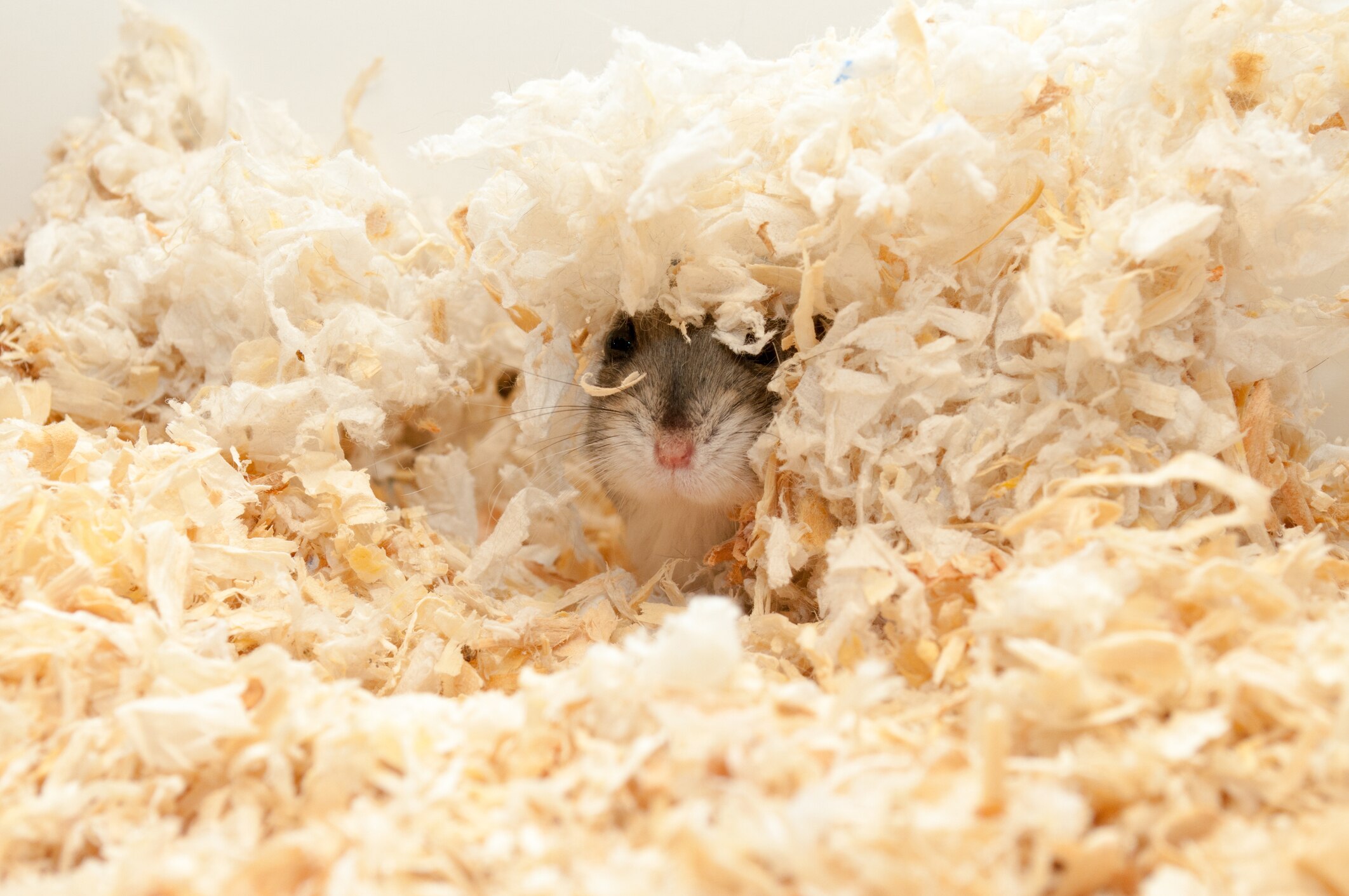 hamster burrowed under plushy hamster bedding product