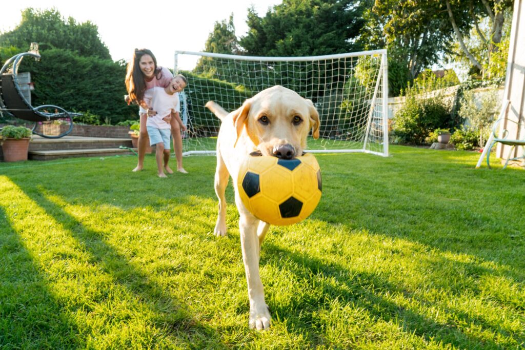 yellow lab holding yellow soccer ball in mouth while family runs behind him in backyard.