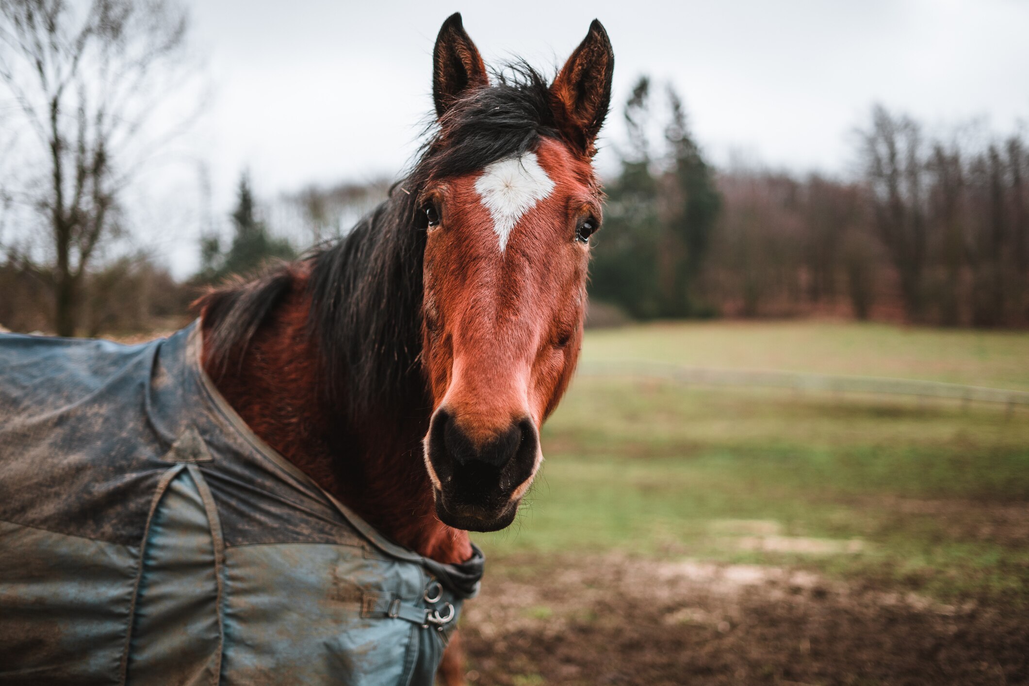 chestnut horse looks at camera with green horse blanket covering him.