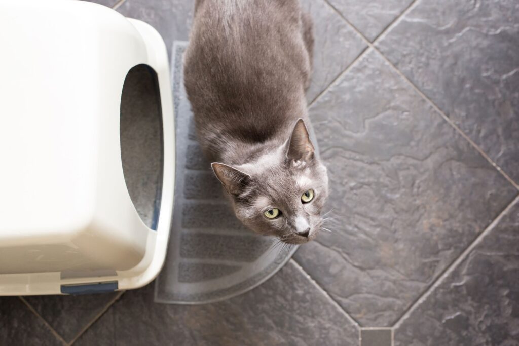cat standing outside litter box with best cat litter