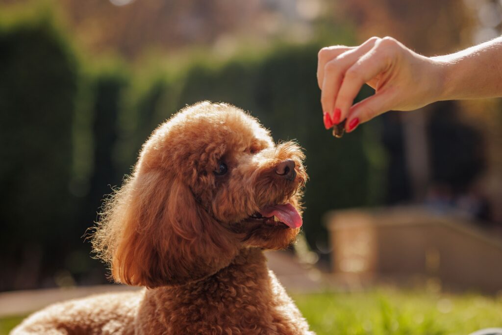 dog waiting for a treat