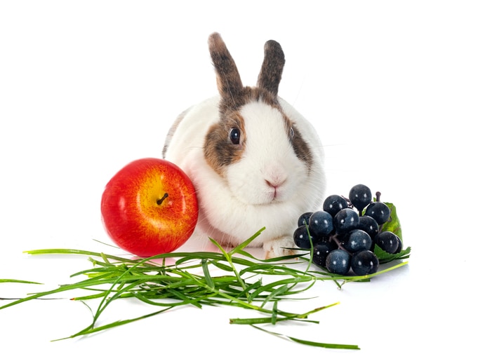 A tricolor rabbits sits with some purple grapes, and apple, and grass.