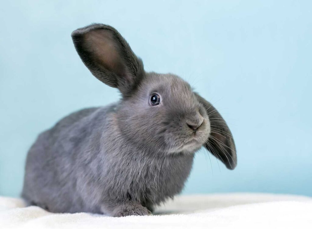 Photo of a gray rabbit with ears cocked as if to ask, "Can rabbits eat cucumber?"