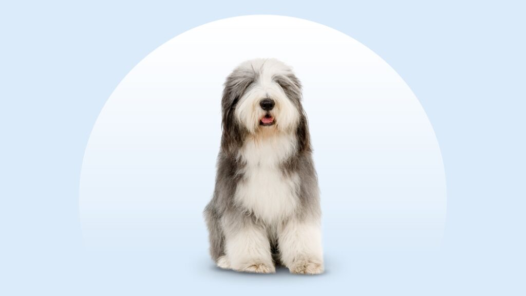 gray and white long-haired bearded collie standing against a pale blue sky