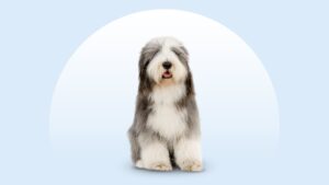 Bearded Collie