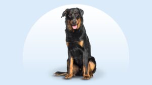 Beauceron