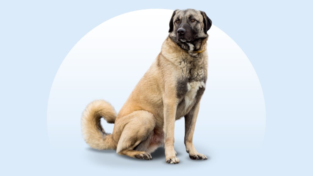 smiling tan anatolian shepherd dog standing