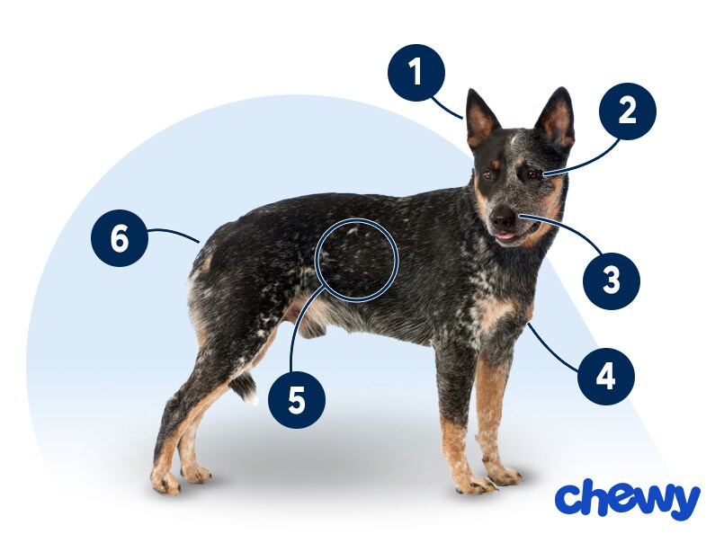 Photo of a Australian Cattle Dog