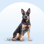 Australian Cattle Dog