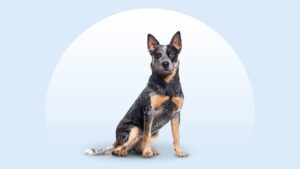 Australian Cattle Dog