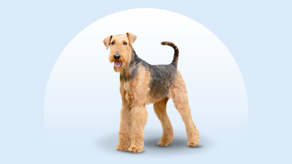 airedale terrier sitting in the snow