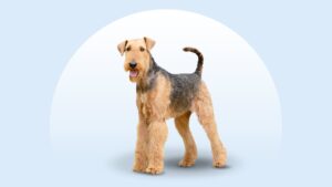 Airedale Terrier