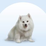 American Eskimo Dog