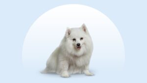 American Eskimo Dog