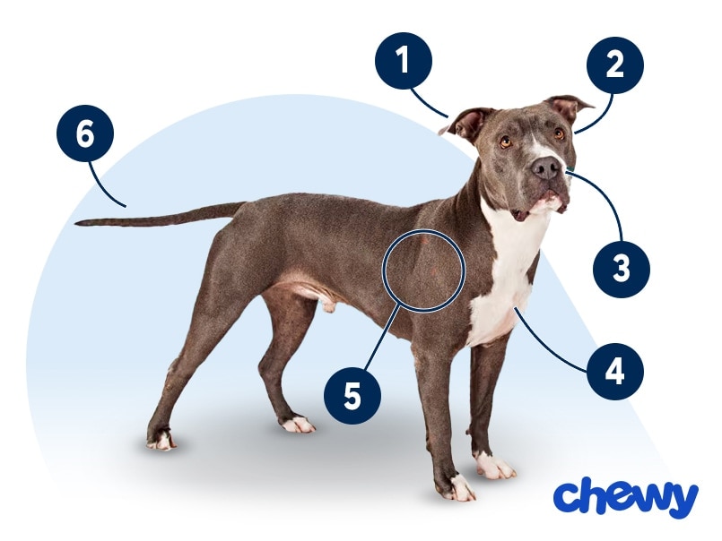 Photo of a American Staffordshire Terrier