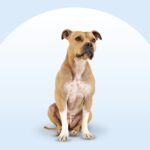 American Staffordshire Terrier