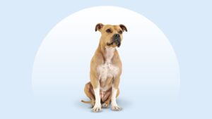 American Staffordshire Terrier