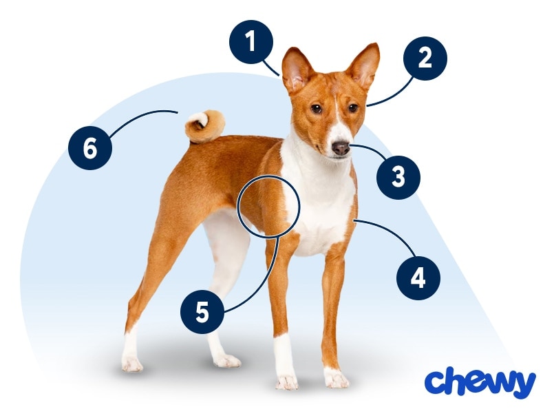 Photo of a Basenji