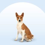 Basenji