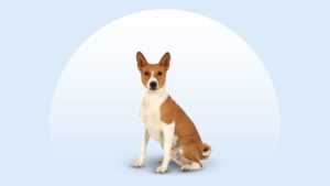 Basenji