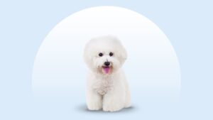 Bichon Frise