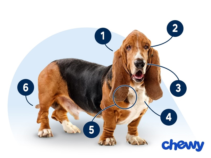 Photo of a Basset Hound