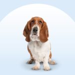 Basset Hound