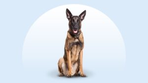 Belgian Malinois