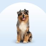 Australian Shepherd