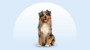 Australian Shepherd