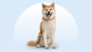 Akita