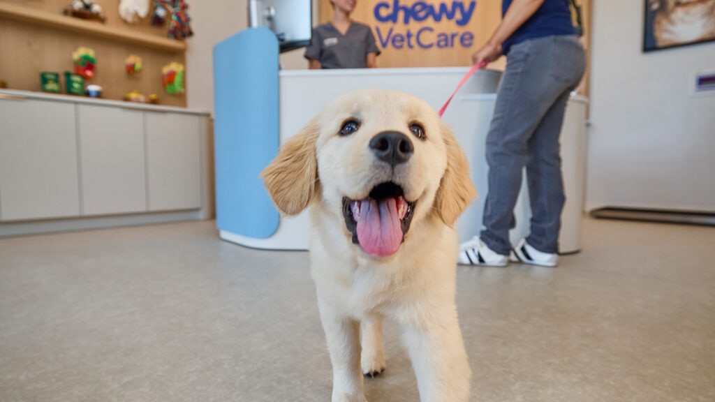 how much do dog vaccinations cost: puppy at the chewy vet care clinic