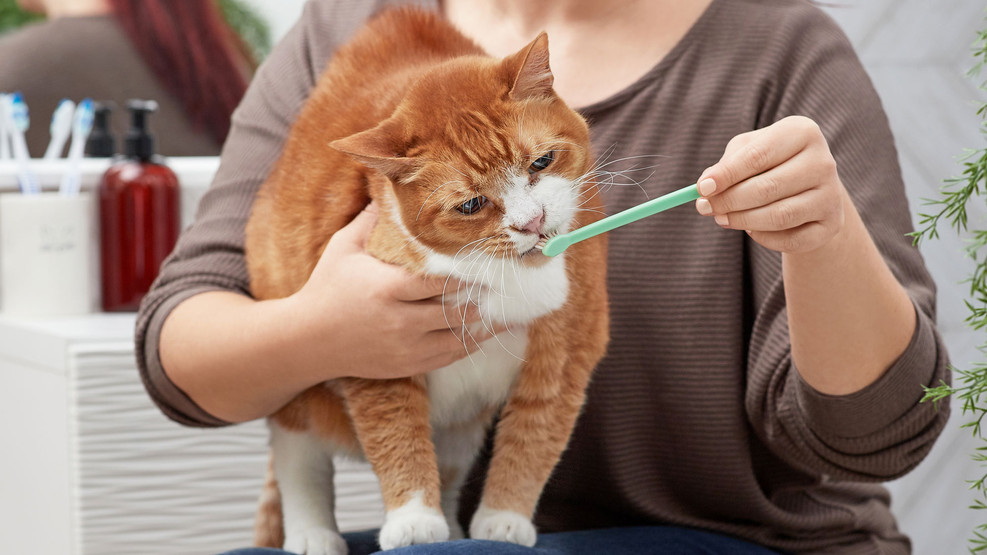 cat getting teeth brushed at home. The best cat toothbrushes are designed for their small mouth.