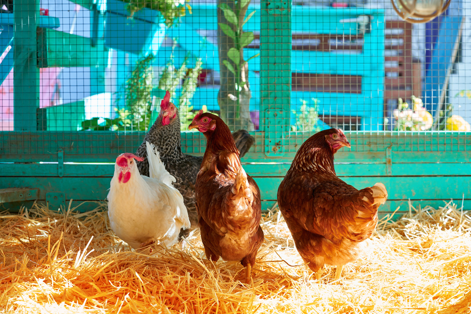 Chickens in a coop. The best chicken coops provide shelter and safety.