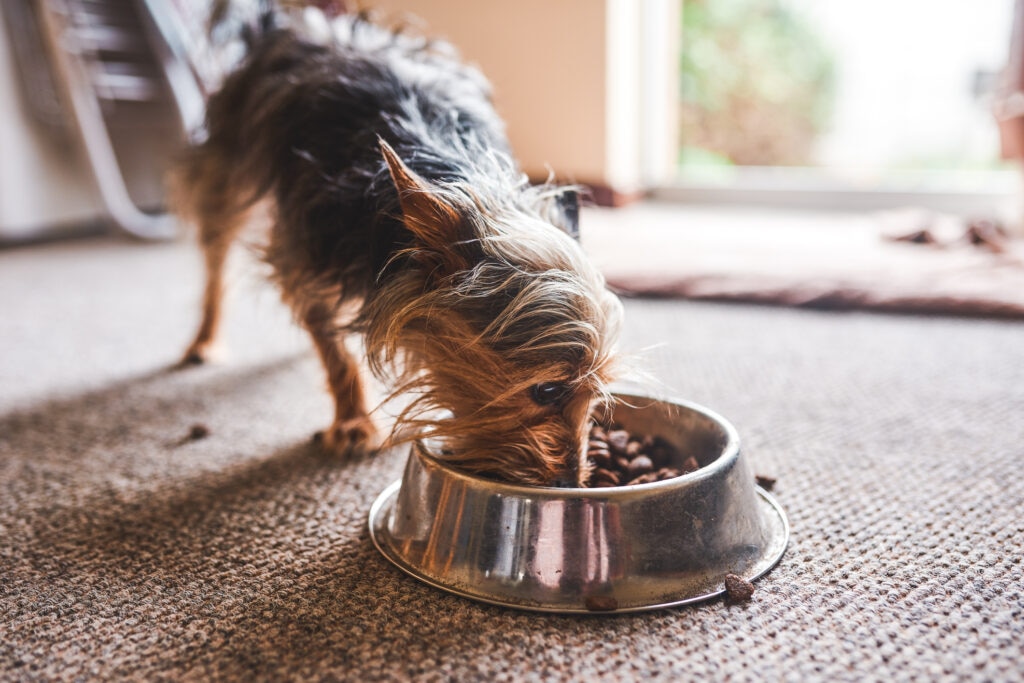 The Benefits of Mixing Wet and Dry Dog Food Chewy