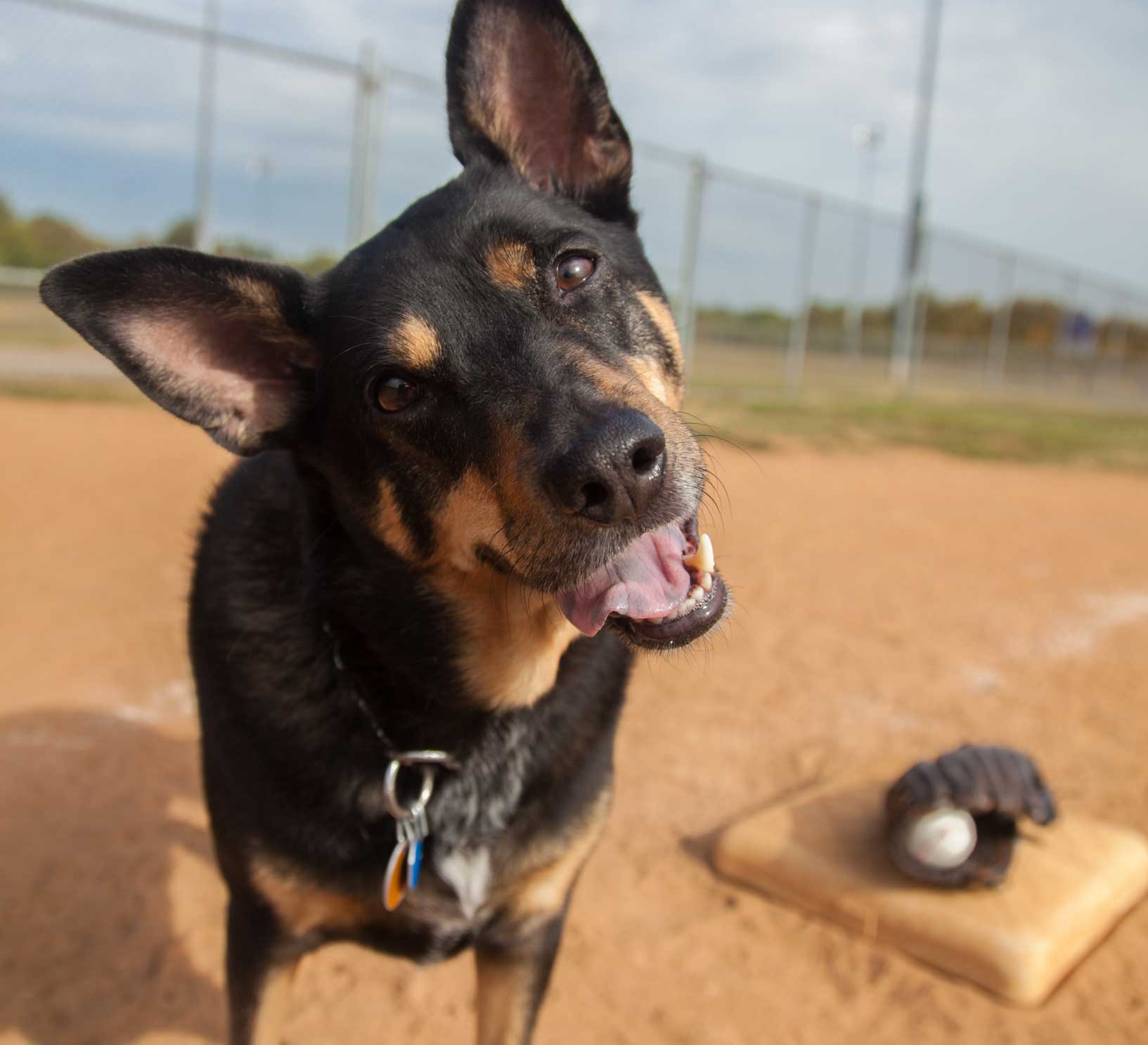 Photo of a dog attending a baseball game, one of the best things to do with your dog in 2025