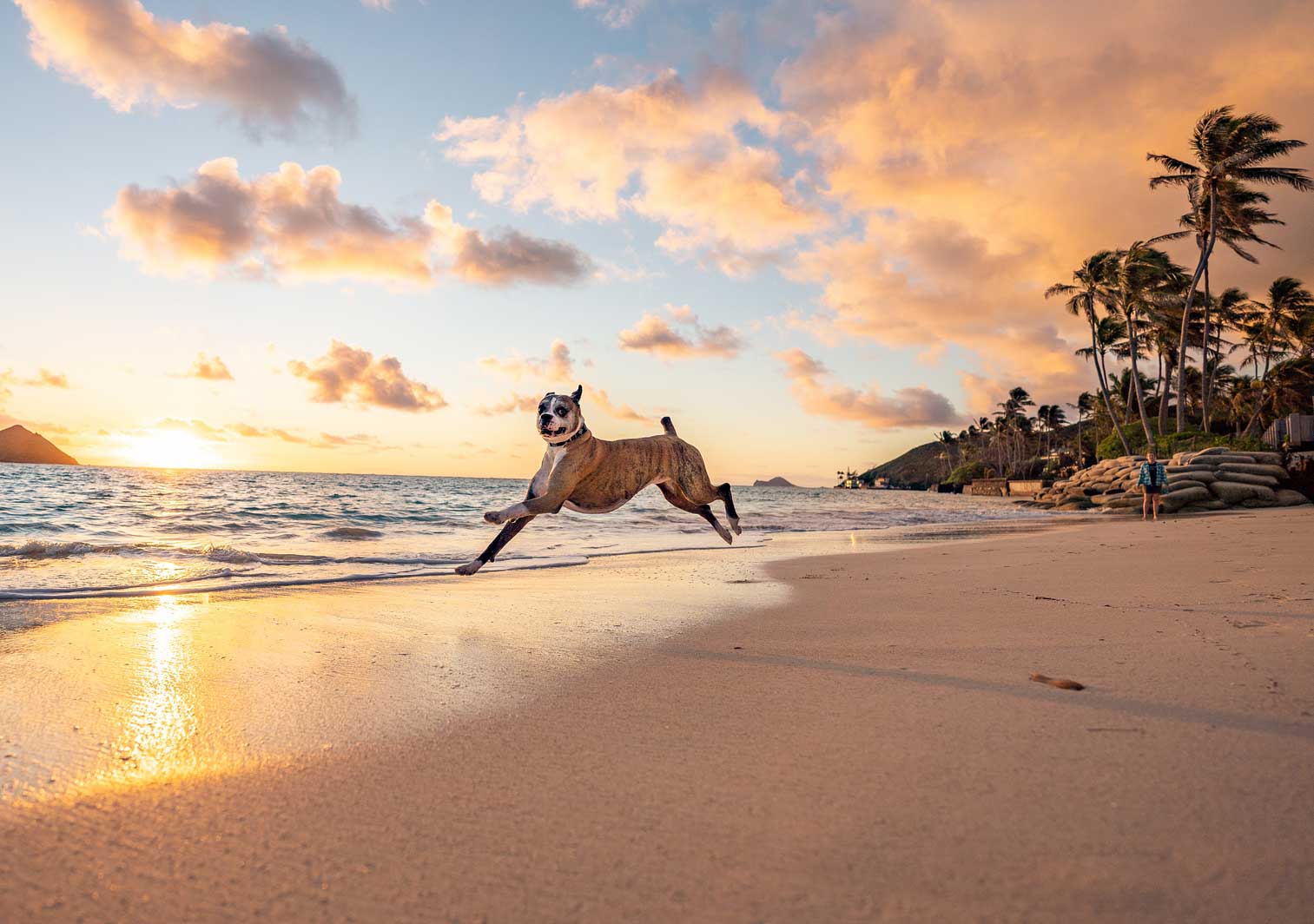 Photo of a dog running along a beach, one of the best things to do with your dog in 2025