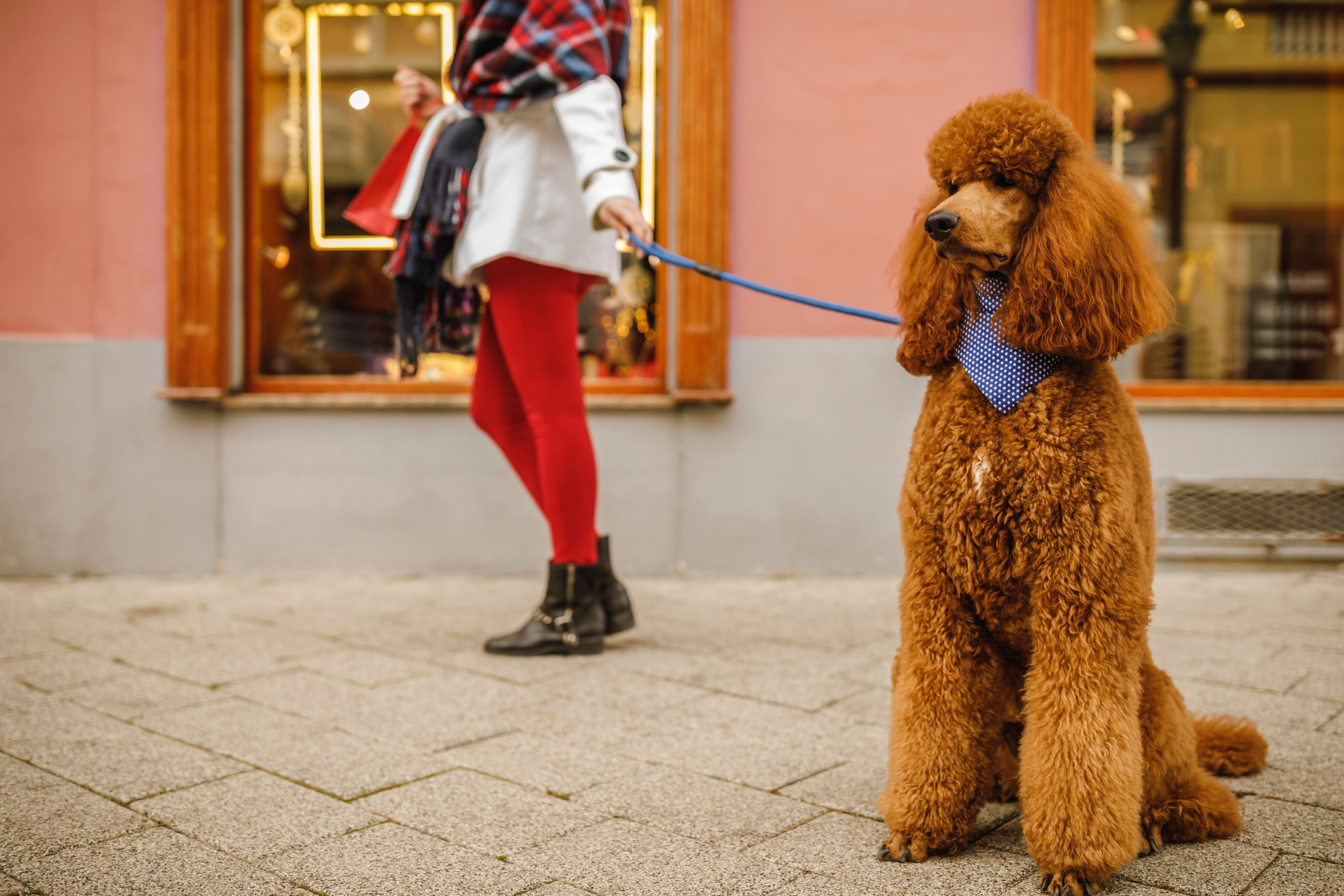 Photo of a pet parent and her dog on a shopping street, one of the best things to do with your dog in 2025