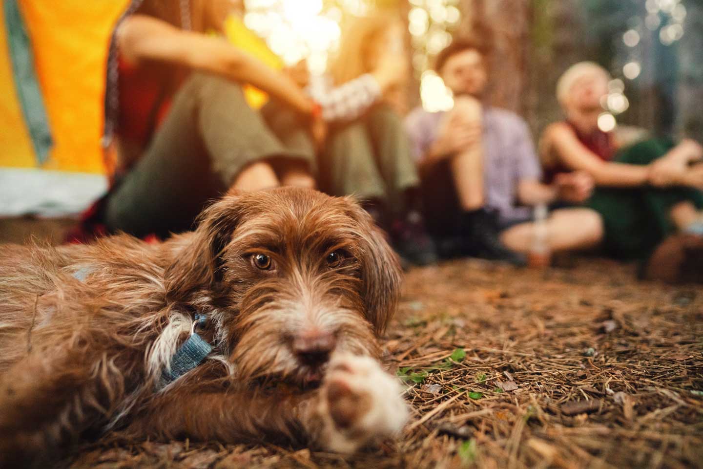 Photo of a dog laying near their pet parents on a camping trip, one of the best things to do with your dog in 2025