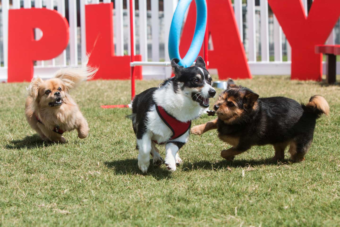 Photo of dogs running at a dog park, one of the best things to do with your dog in 2025